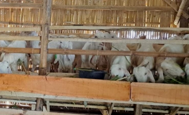Pengadaan Kambing Disnak Jatim di Probolinggo Diduga Tak Sesuai Spesifikasi