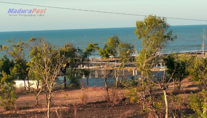 Ancaman Kerusakan Hutan Mangrove di Sumenep Akibat Tambak Udang