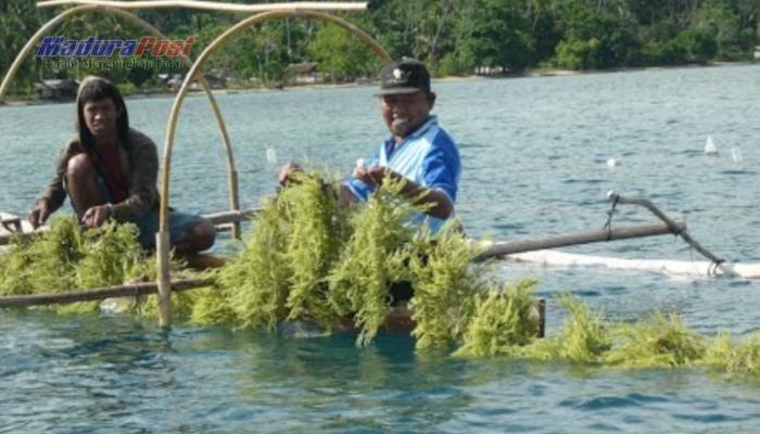 Tidak Ada Anggaran! Nasib Budidaya Rumput Laut di Sumenep Tahun Ini Memprihatinkan