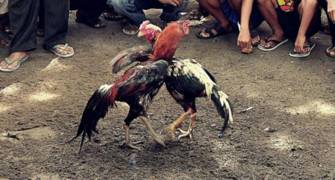Desa Sokobanah Daya Jadi Markas Judi Sabung Ayam, Masyarakat Minta Kapolres Sampang Turun Tangan