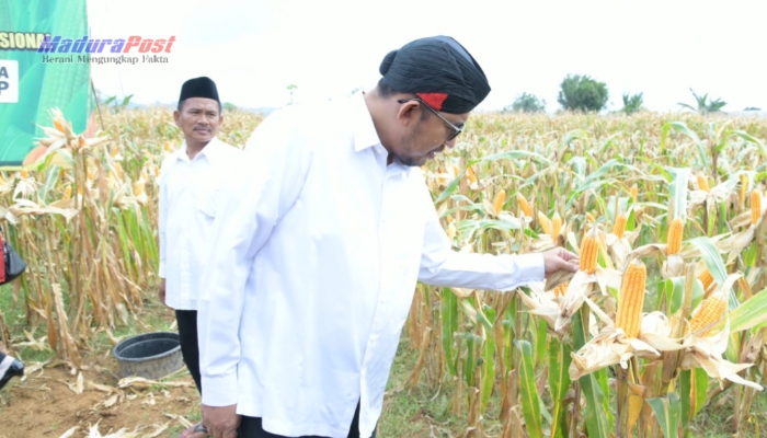 Bupati Sumenep Dorong Percepatan Swasembada Pangan, DKPP Pastikan Ketersediaan Pupuk dan Luas Tanam