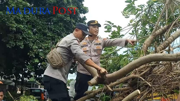 Kapolsek Sokobanah Lakukan Evakuasi Pohon Tumbang di Jalan Raya Bira Timur Sampang