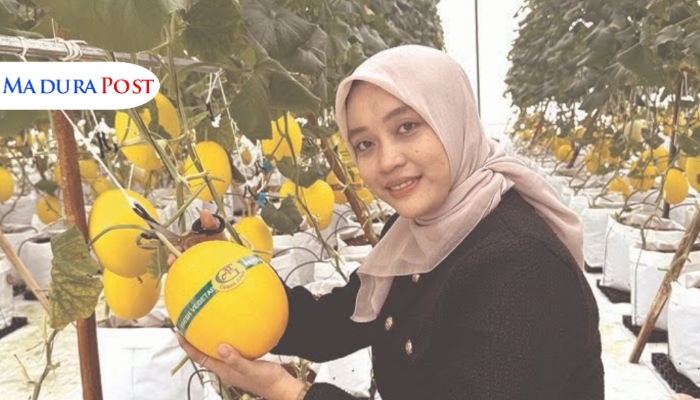 Pengembangan Melon Premium di Sumenep, DKPP Maksimalkan Greenhouse di Empat Kecamatan