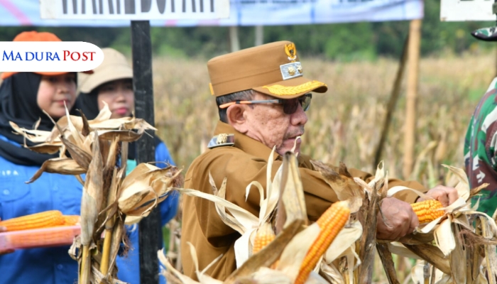 Pemkab Sumenep Fokus Genjot Produksi Jagung Demi Kesejahteraan Petani