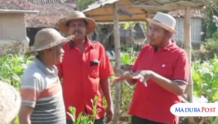 Bupati Sumenep Tegaskan Pemantauan Ketat Produksi dan Harga Tembakau di Tengah Cuaca Ekstrem
