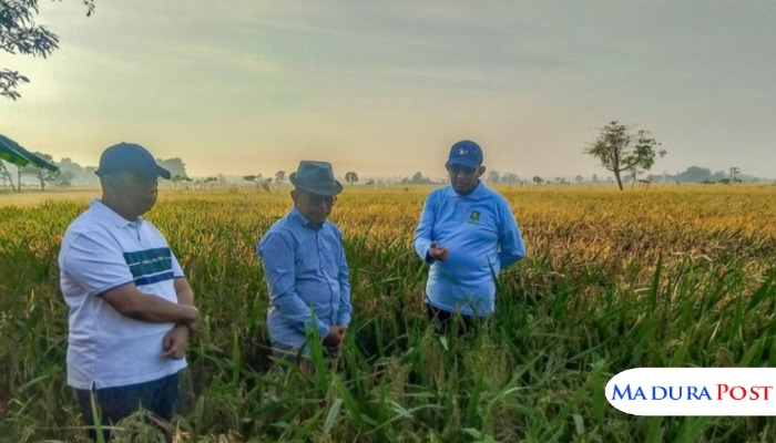 Bupati Fauzi Tinjau Uji Coba Padi HMS 700, Targetkan Hasil Panen di Sumenep Tembus 10 Ton per Hektare