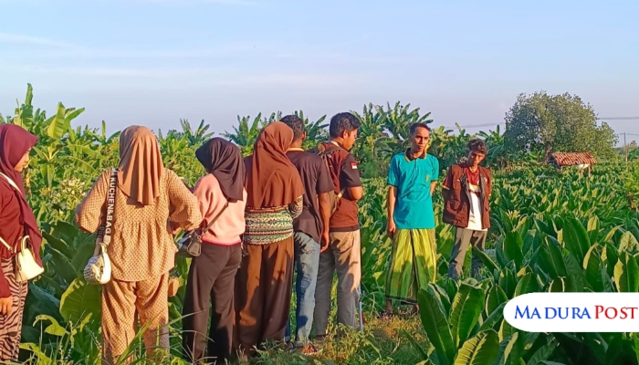 Mahasiswa KKN Universitas PGRI Sumenep Posko 06 Kenalkan Alat Pupuk Praktis untuk Petani Polagan