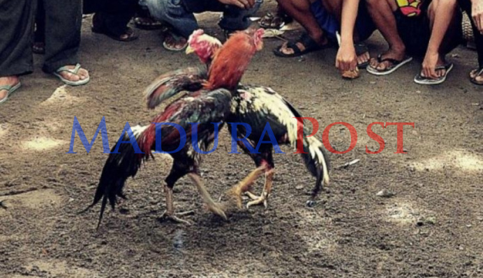 Hari Ini Judi Sabung Ayam Digelar Terbuka di Desa Sokobanah Tenga