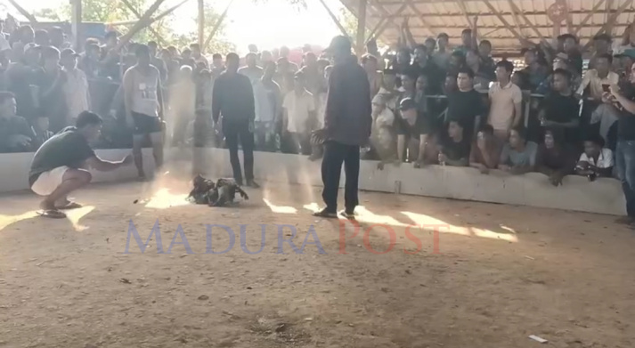 Desa Sokobanah Daya, Tempat Judi Sabung Ayam Paling Aman di Indonesia