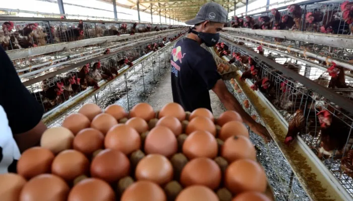 Harga Telur Anjlok, BGN Tambah Jatah Menu MBG Jadi Tiga Kali Sepekan